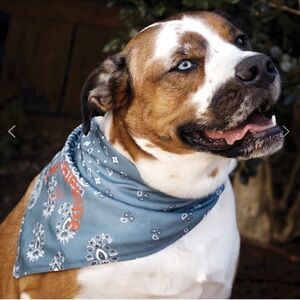 NWT The Upside Dog PUPSIDE Blue Necktie Bandana
